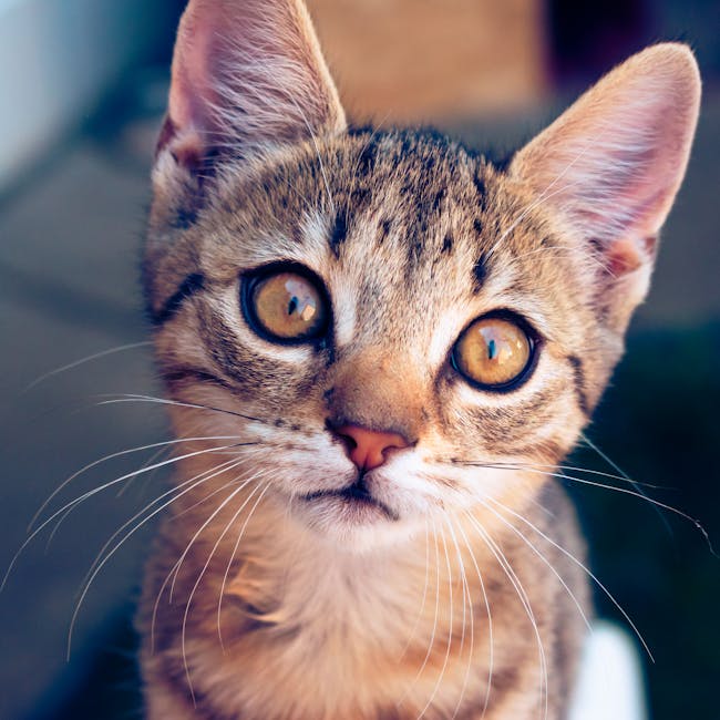 5 Sinais de que o Seu Gato Está Tentando Avisá-lo Algo