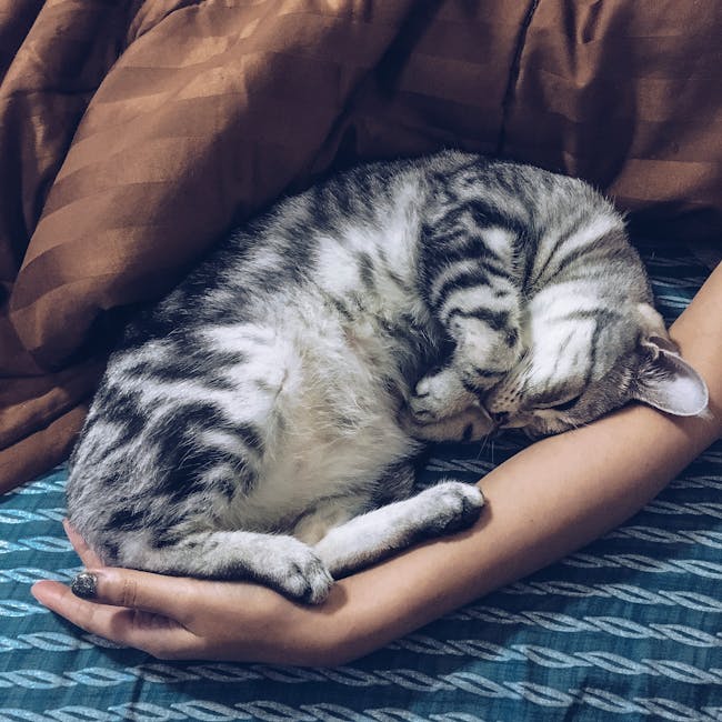 O que significa quando seu gato dorme em lugares estranhos